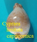 Cypraea hesitata capricornica, Lorenz 1989